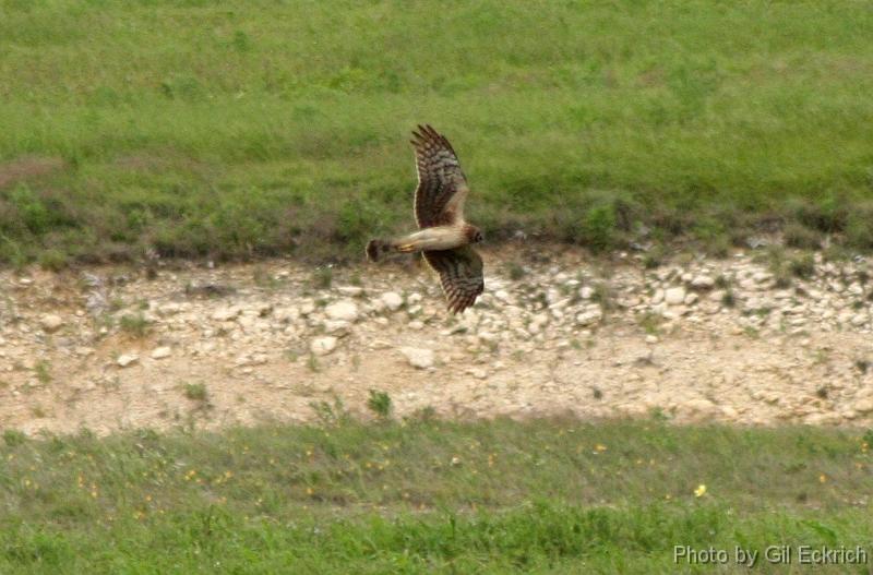 Northern_Harrier 041407 